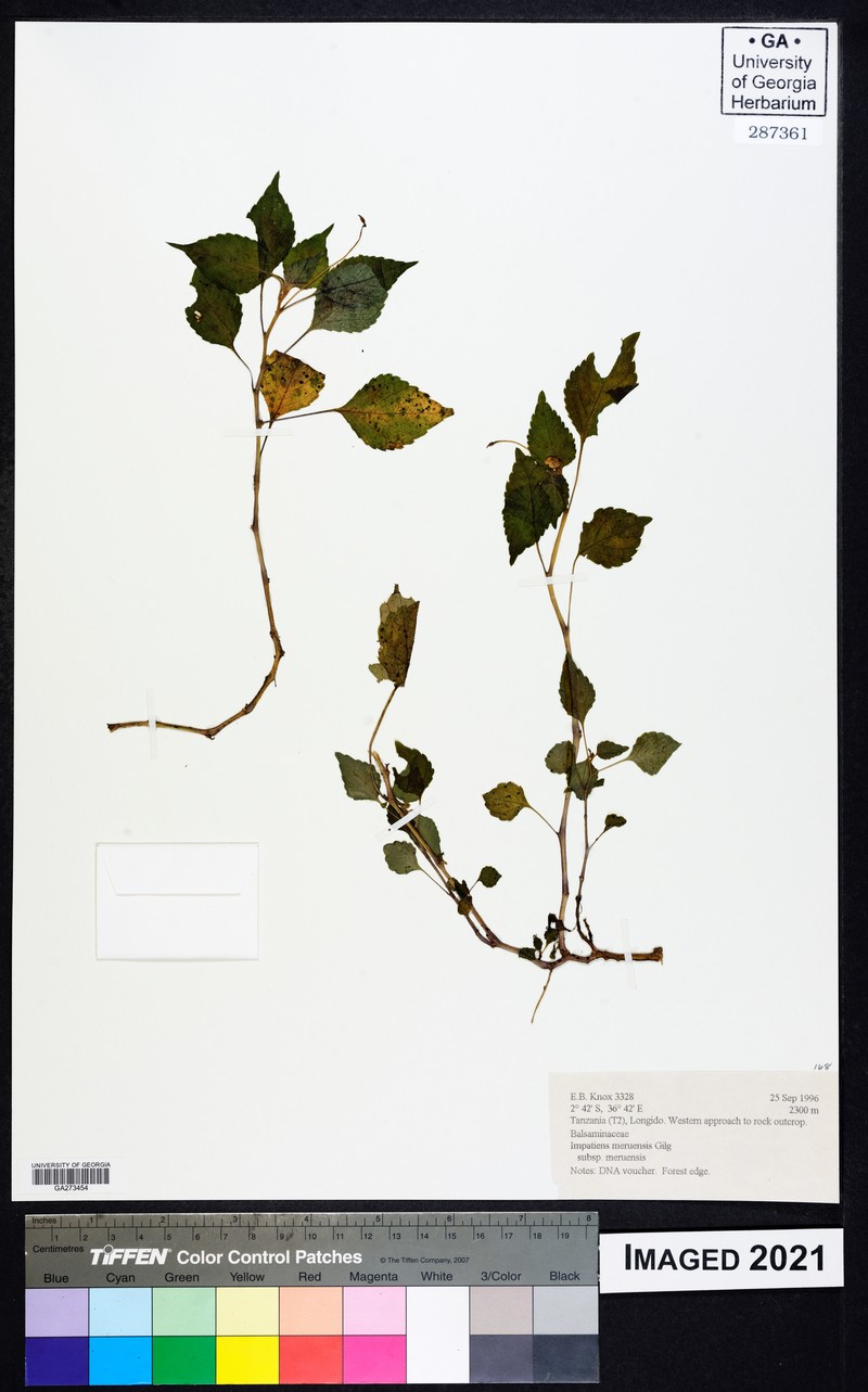 Impatiens meruensis subsp. meruensis photo 2