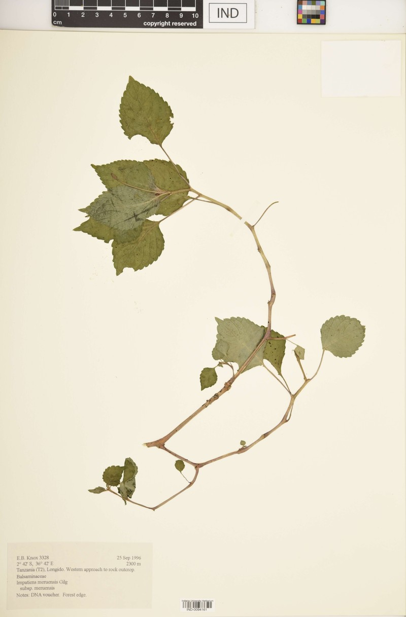 Impatiens meruensis subsp. meruensis photo 3