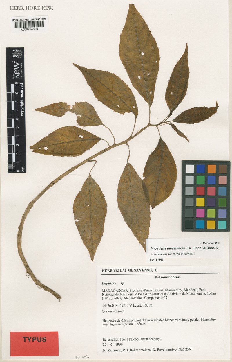 Impatiens messmerae