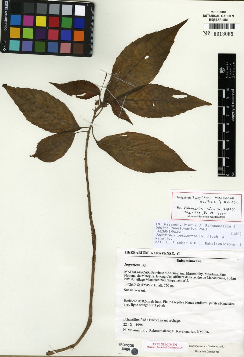 Impatiens messmerae photo 2