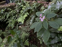 Impatiens messumbaensis