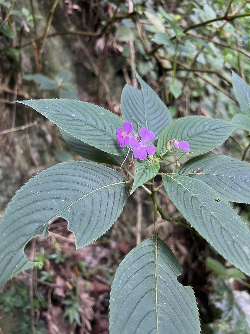 Impatiens messumbaensis photo 2
