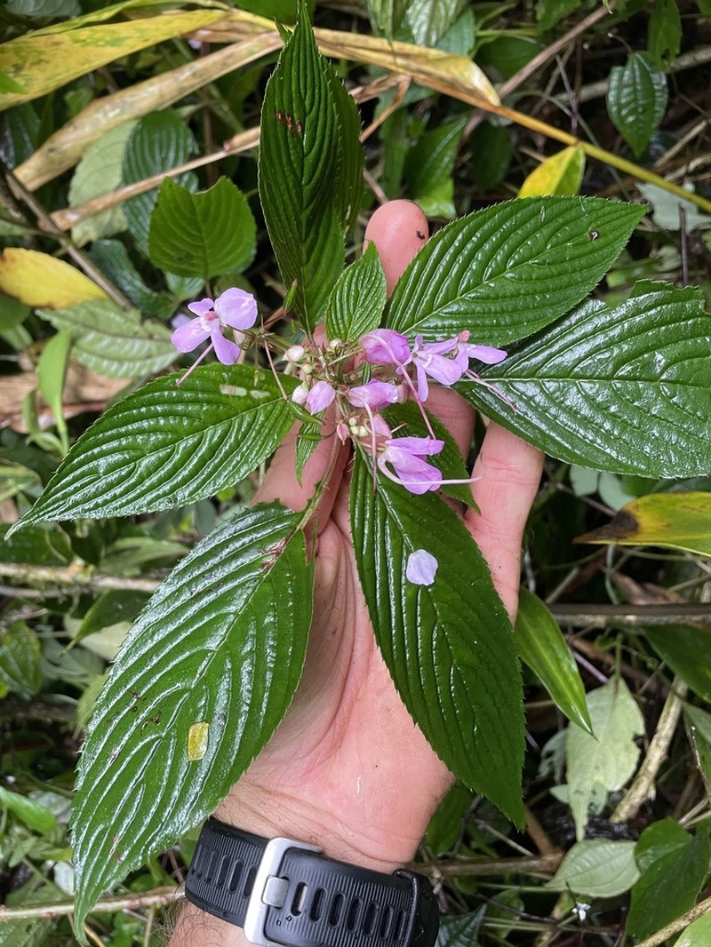 Impatiens messumbaensis photo 3