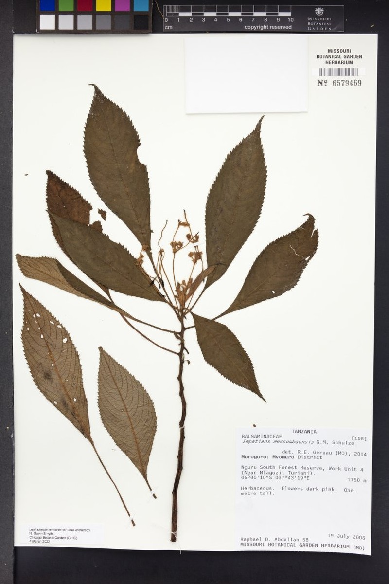 Impatiens messumbaensis photo 5