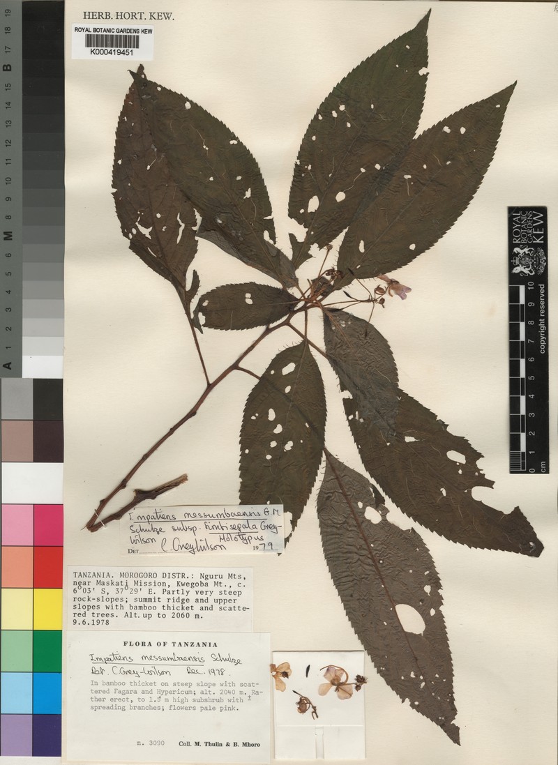 Impatiens messumbaensis subsp. fimbrisepala