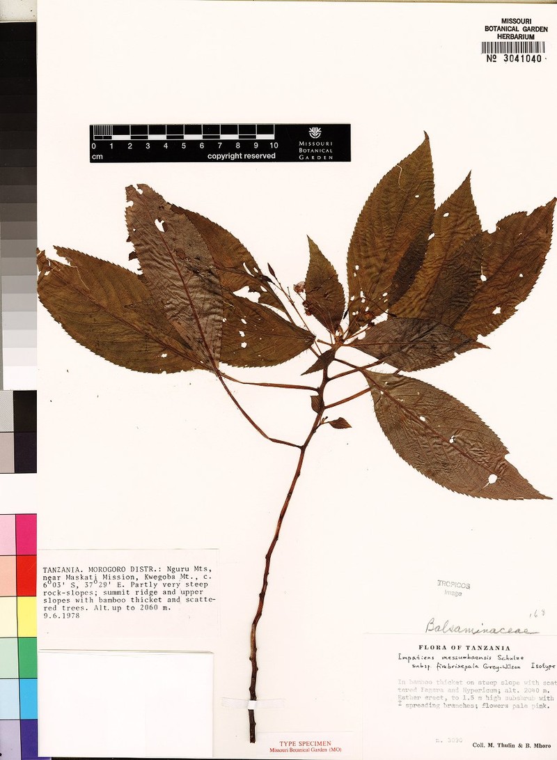 Impatiens messumbaensis subsp. fimbrisepala photo 2