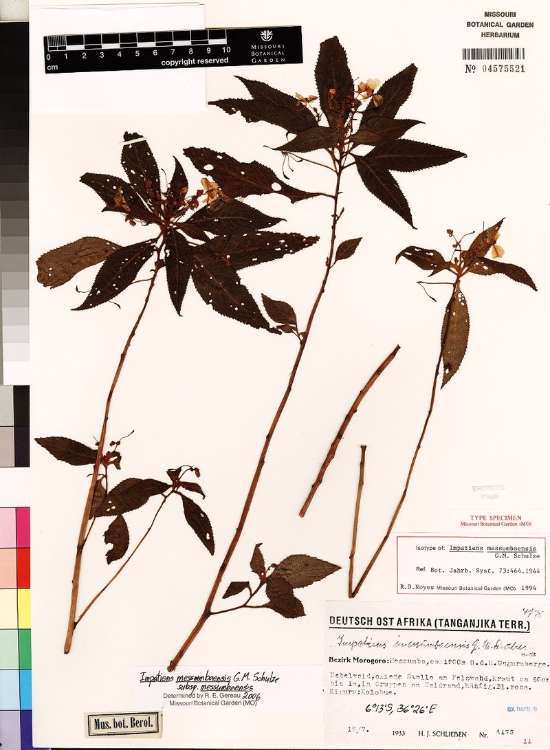 Impatiens messumbaensis subsp. messumbaensis