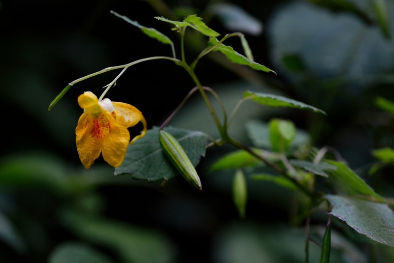 Impatiens mexicana photo 2