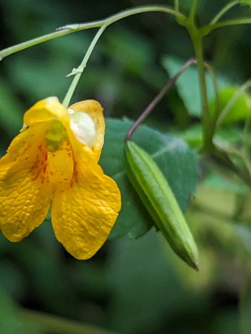 Impatiens mexicana photo 4
