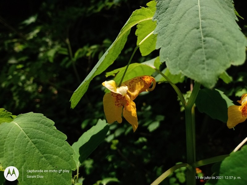 Impatiens mexicana photo 5