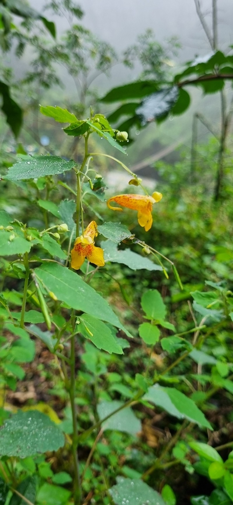 Impatiens mexicana photo 6