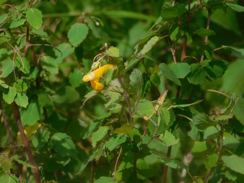 Impatiens mexicana photo 7
