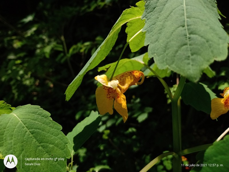 Impatiens mexicana photo 8