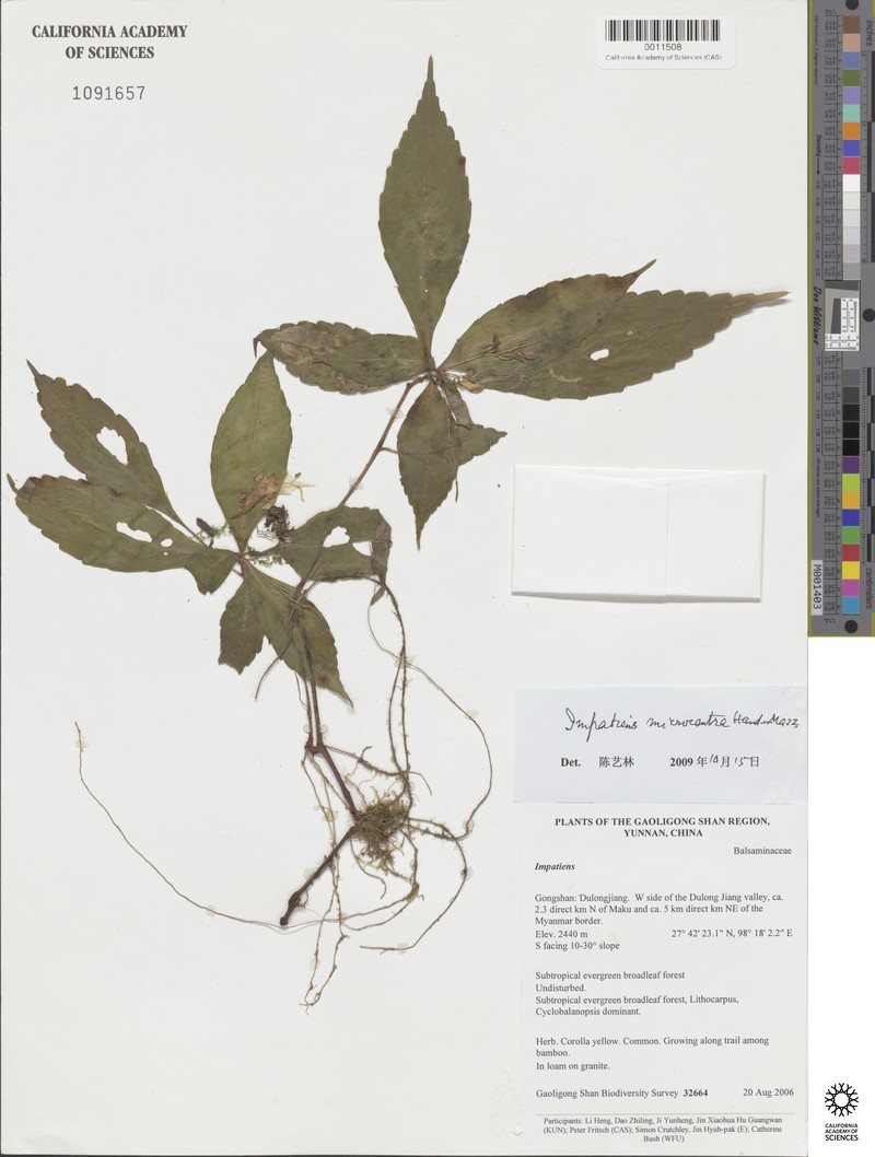 Impatiens microcentra