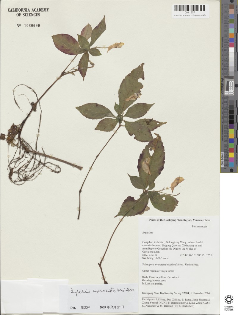 Impatiens microcentra photo 3