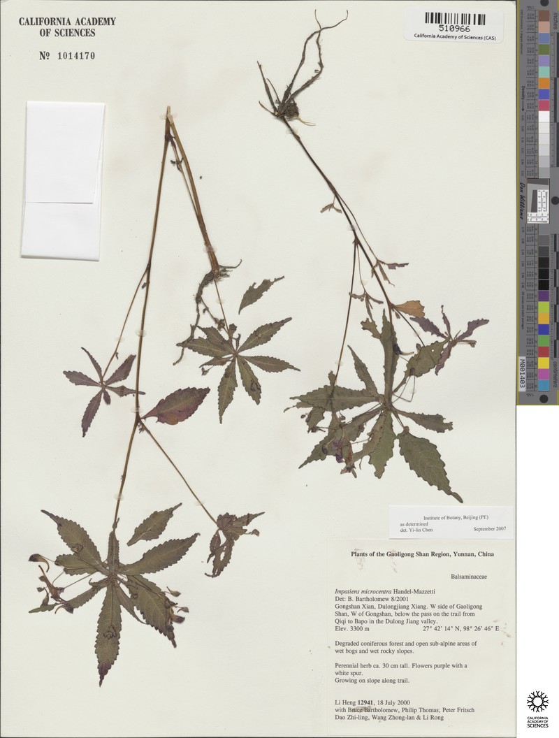 Impatiens microcentra photo 4