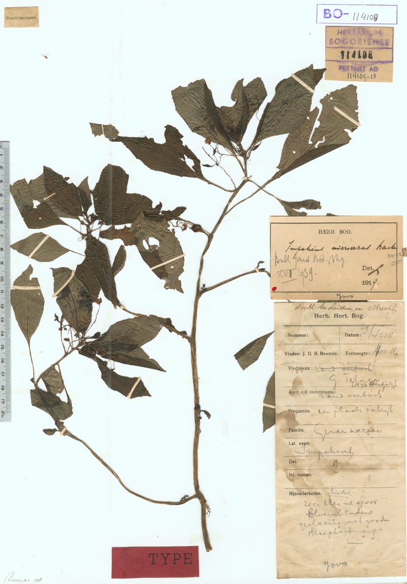 Impatiens microceras