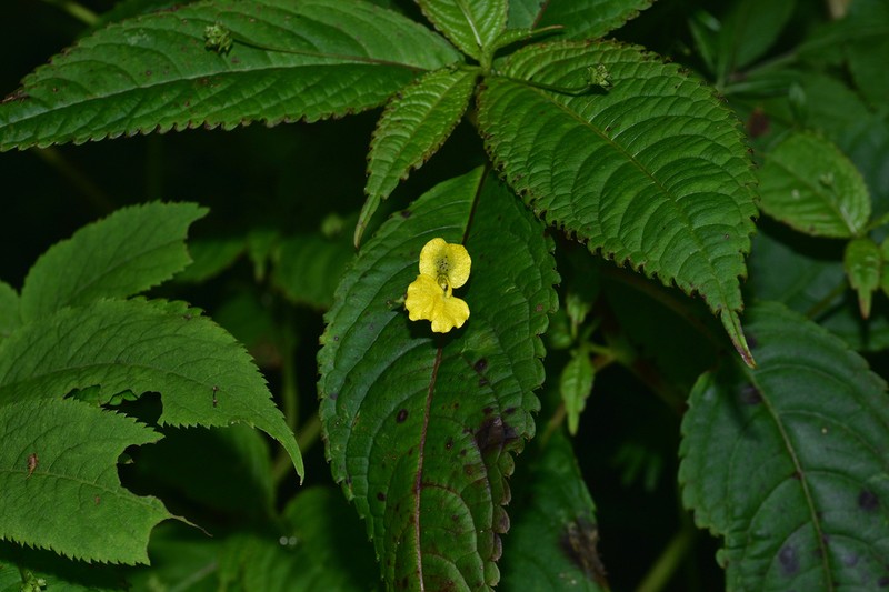 Impatiens microstachys