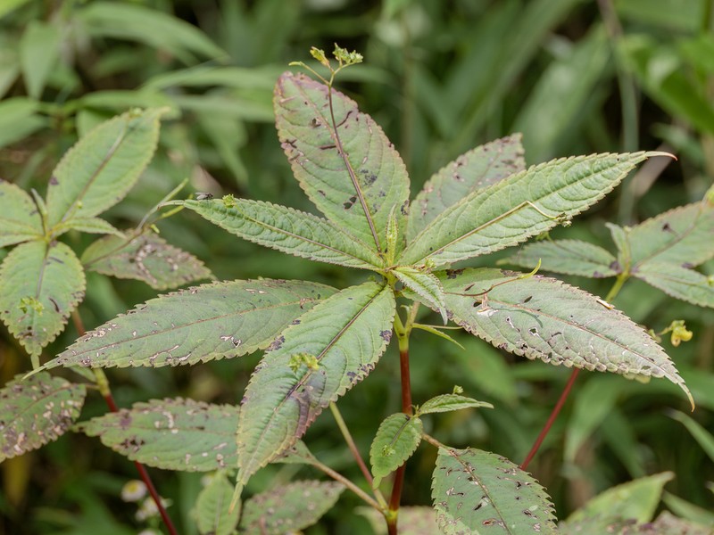 Impatiens microstachys photo 2