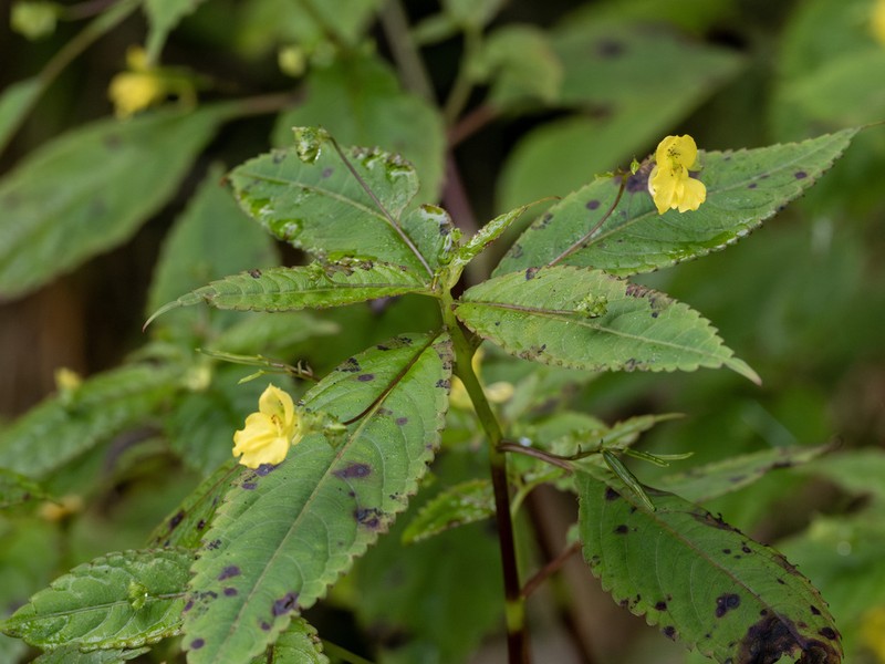 Impatiens microstachys photo 3
