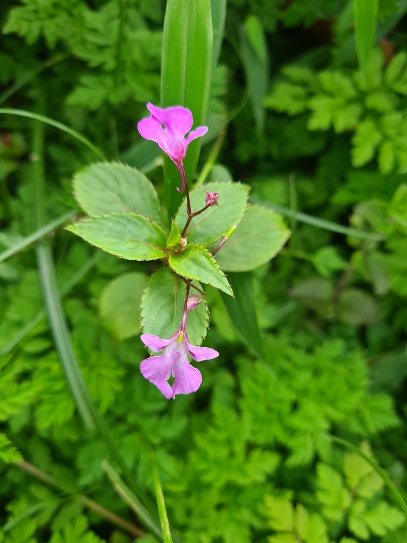 Impatiens mildbraedii photo 2