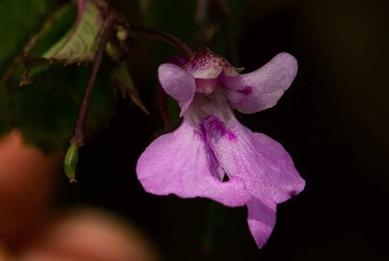 Impatiens mildbraedii photo 3