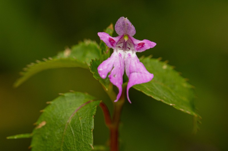 Impatiens mildbraedii photo 4