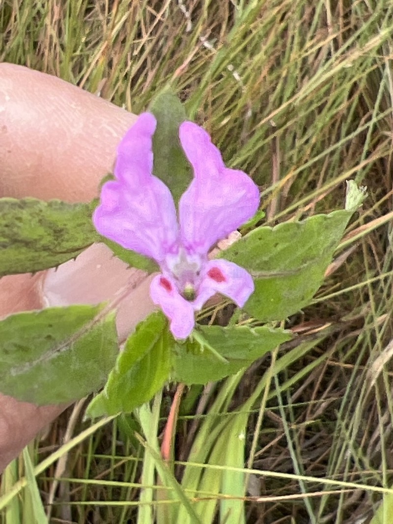 Impatiens mildbraedii photo 5