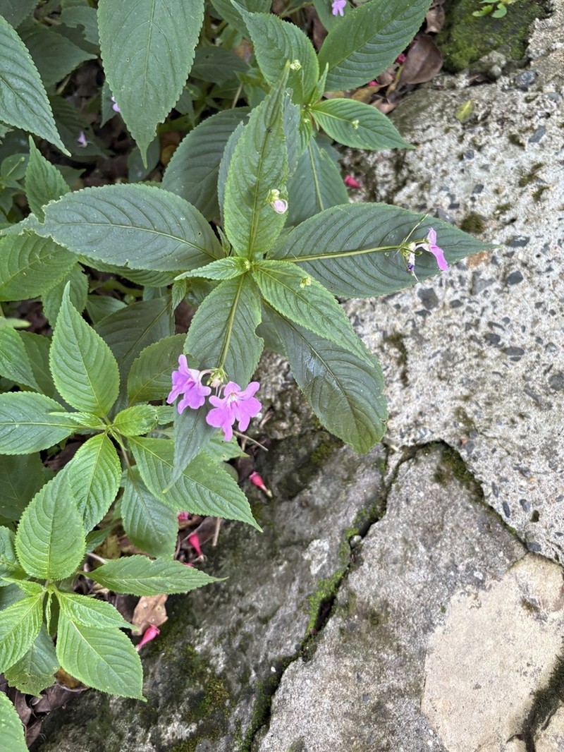 Impatiens mildbraedii photo 6