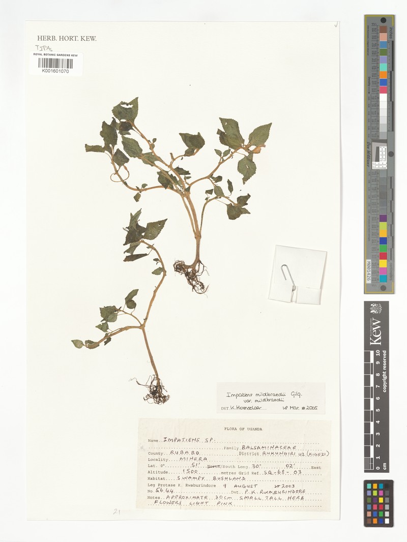 Impatiens mildbraedii photo 7