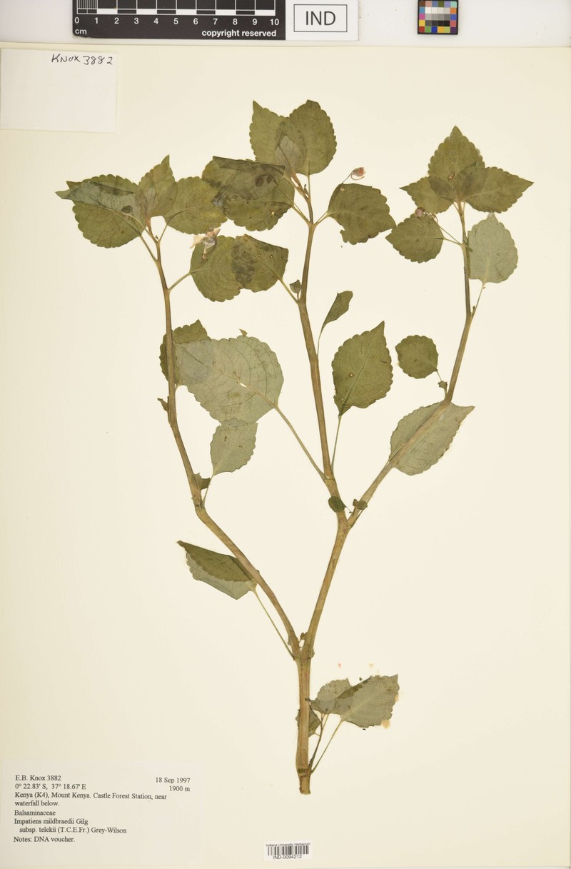 Impatiens mildbraedii photo 8