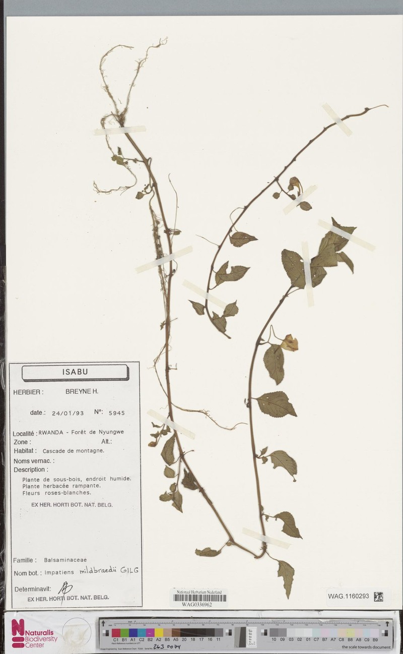 Impatiens mildbraedii subsp. mildbraedii photo 2