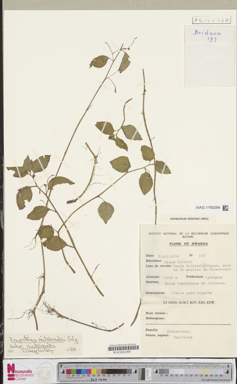 Impatiens mildbraedii subsp. mildbraedii photo 3