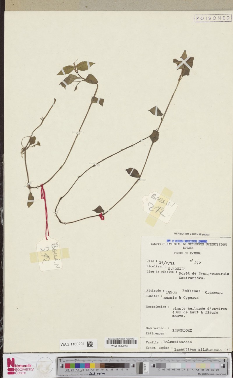 Impatiens mildbraedii subsp. mildbraedii photo 4