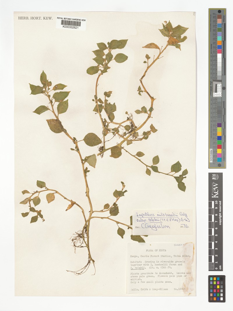 Impatiens mildbraedii subsp. telekii photo 2