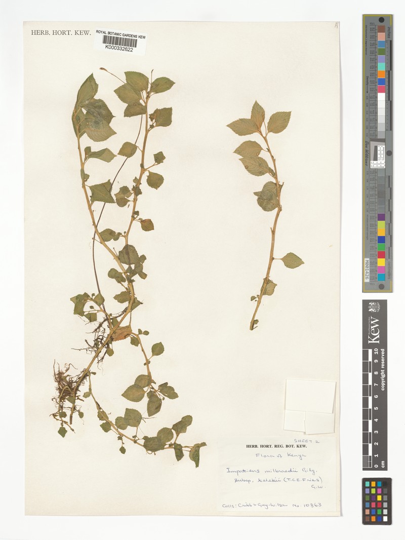 Impatiens mildbraedii subsp. telekii photo 3