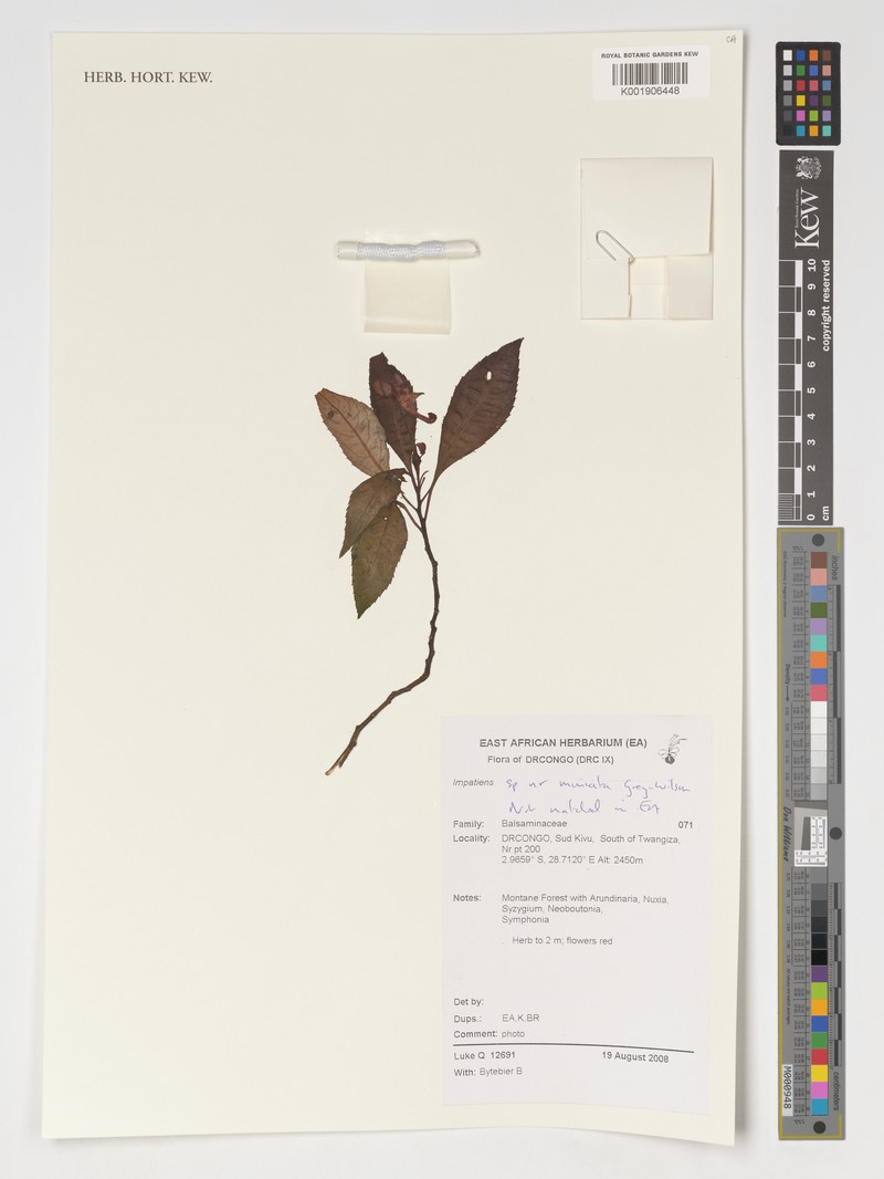 Impatiens miniata photo 2