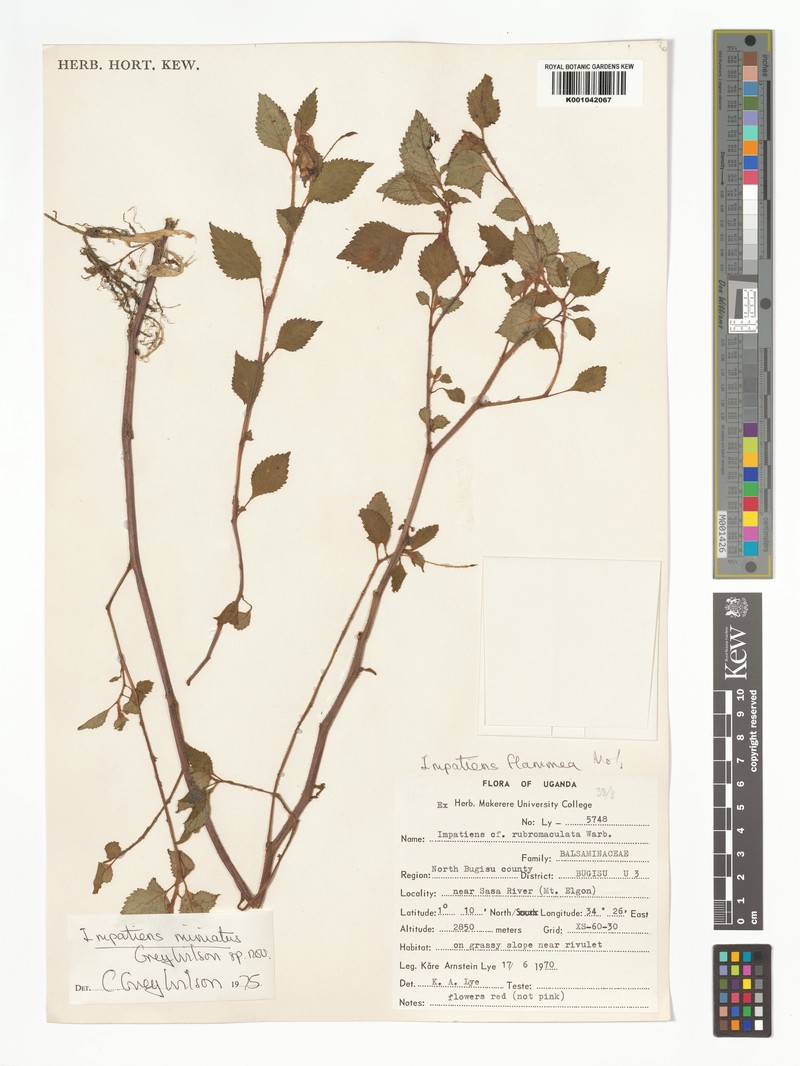 Impatiens miniata photo 3