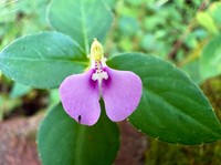 Impatiens minor