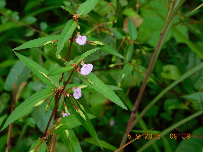 Impatiens minor photo 2