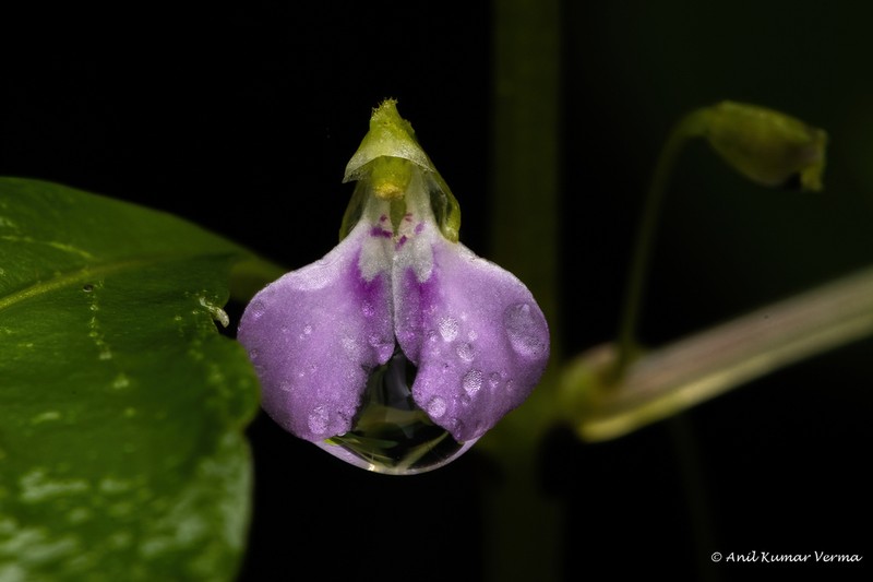 Impatiens minor photo 3
