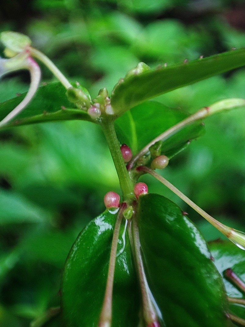 Impatiens minor photo 4