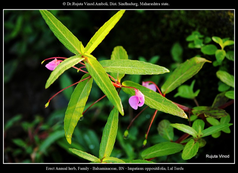 Impatiens minor photo 5