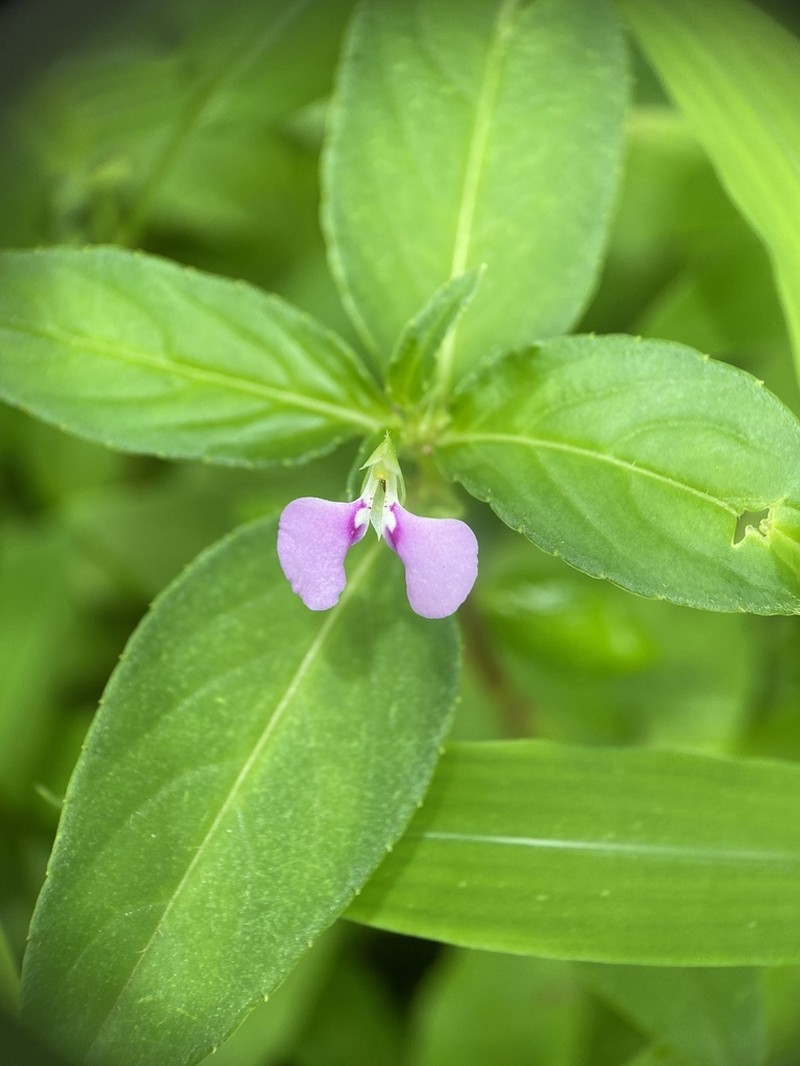 Impatiens minor photo 6