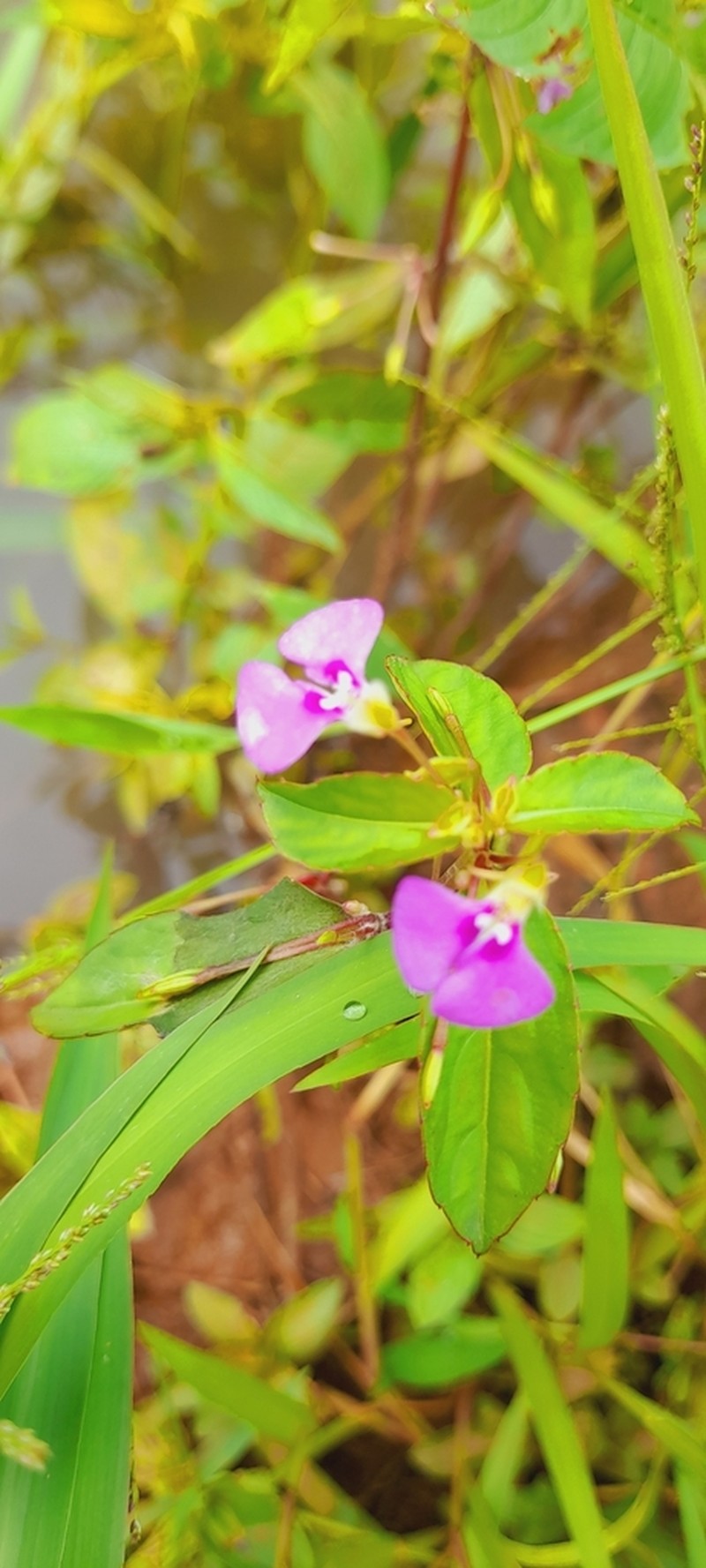 Impatiens minor photo 7