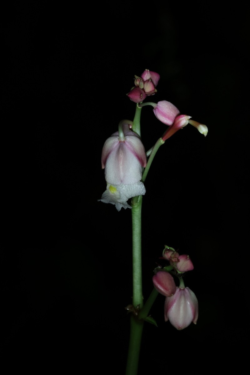 Impatiens mirabilis