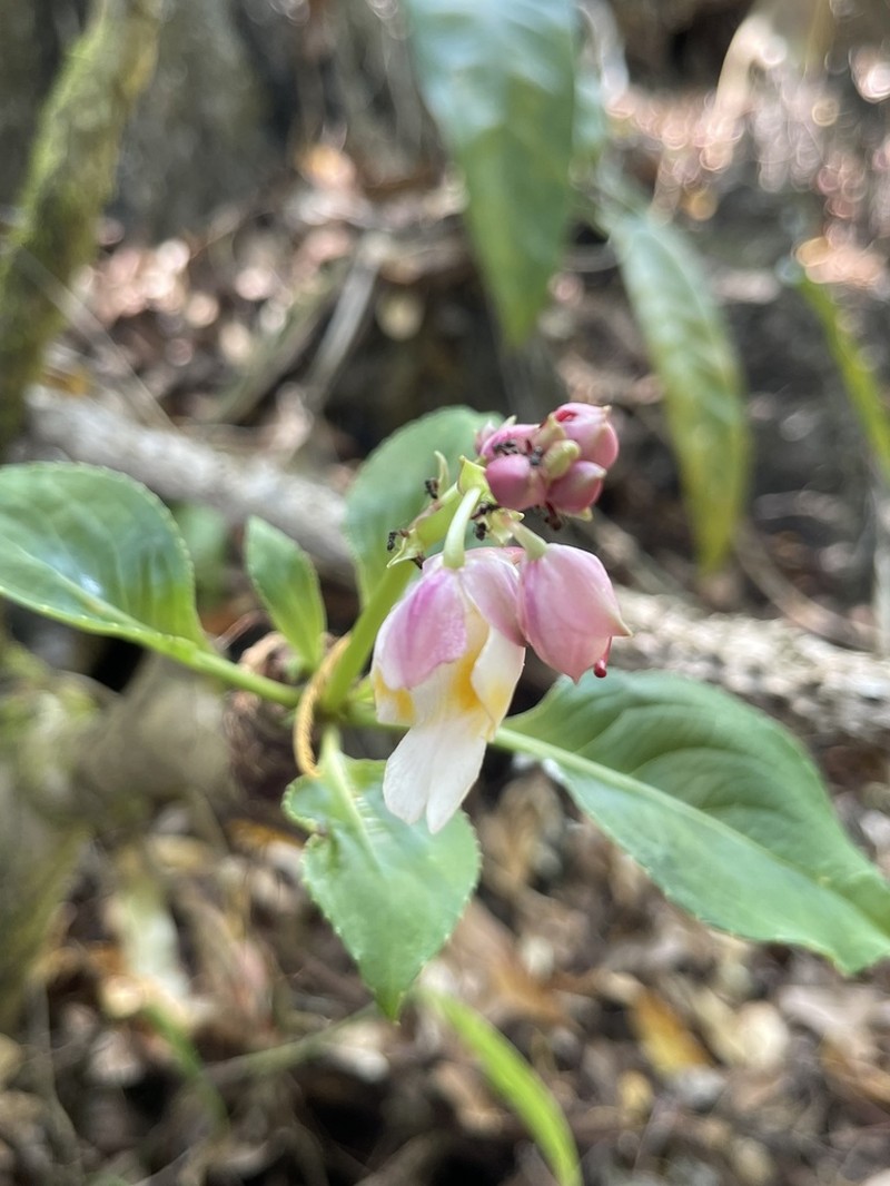Impatiens mirabilis photo 2