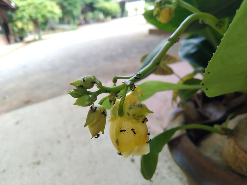 Impatiens mirabilis photo 4