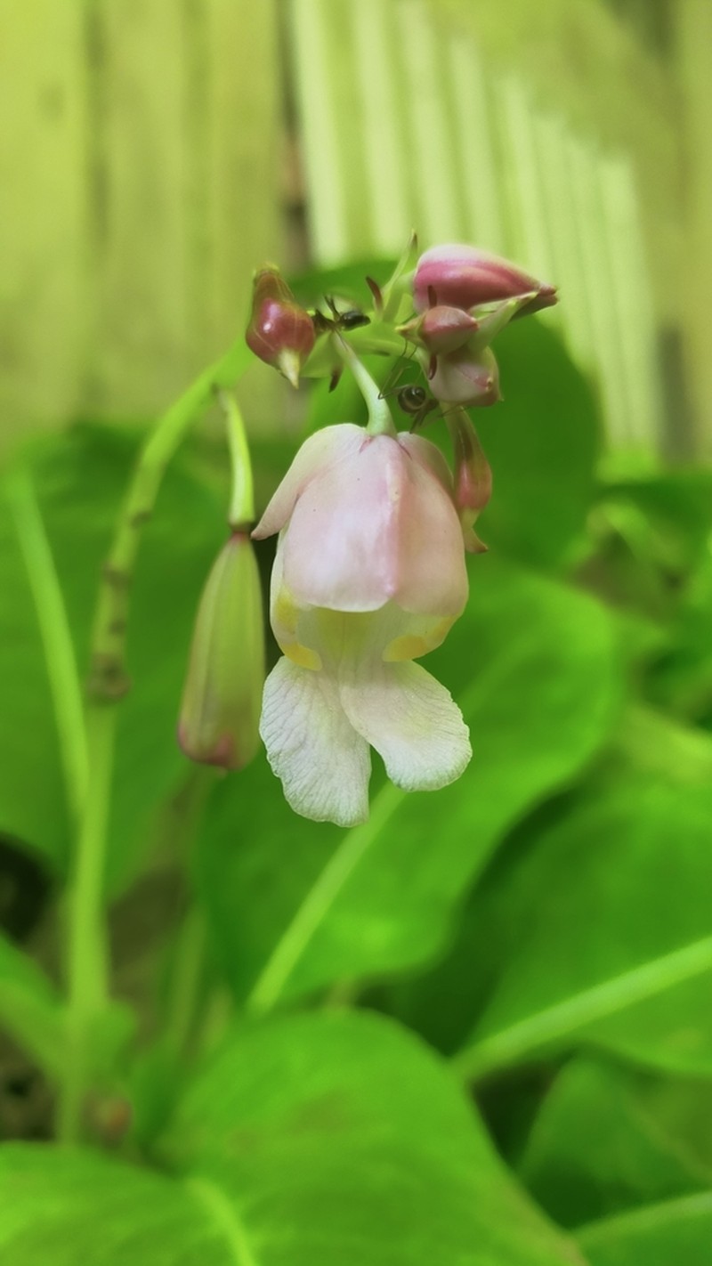 Impatiens mirabilis photo 5