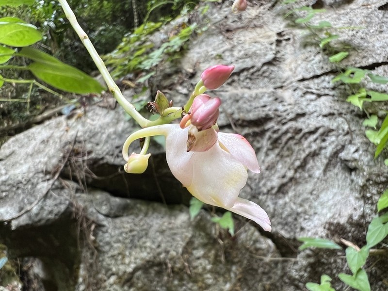 Impatiens mirabilis photo 6